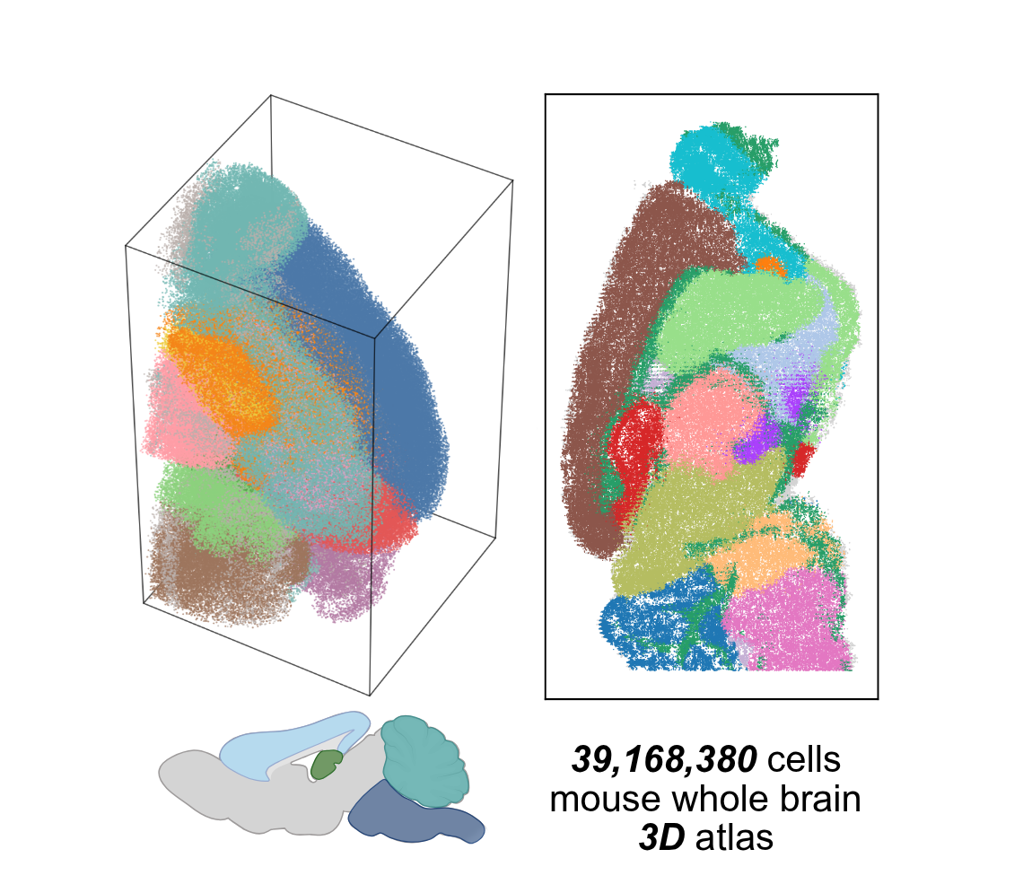 Whole-Brain 3D Atlas