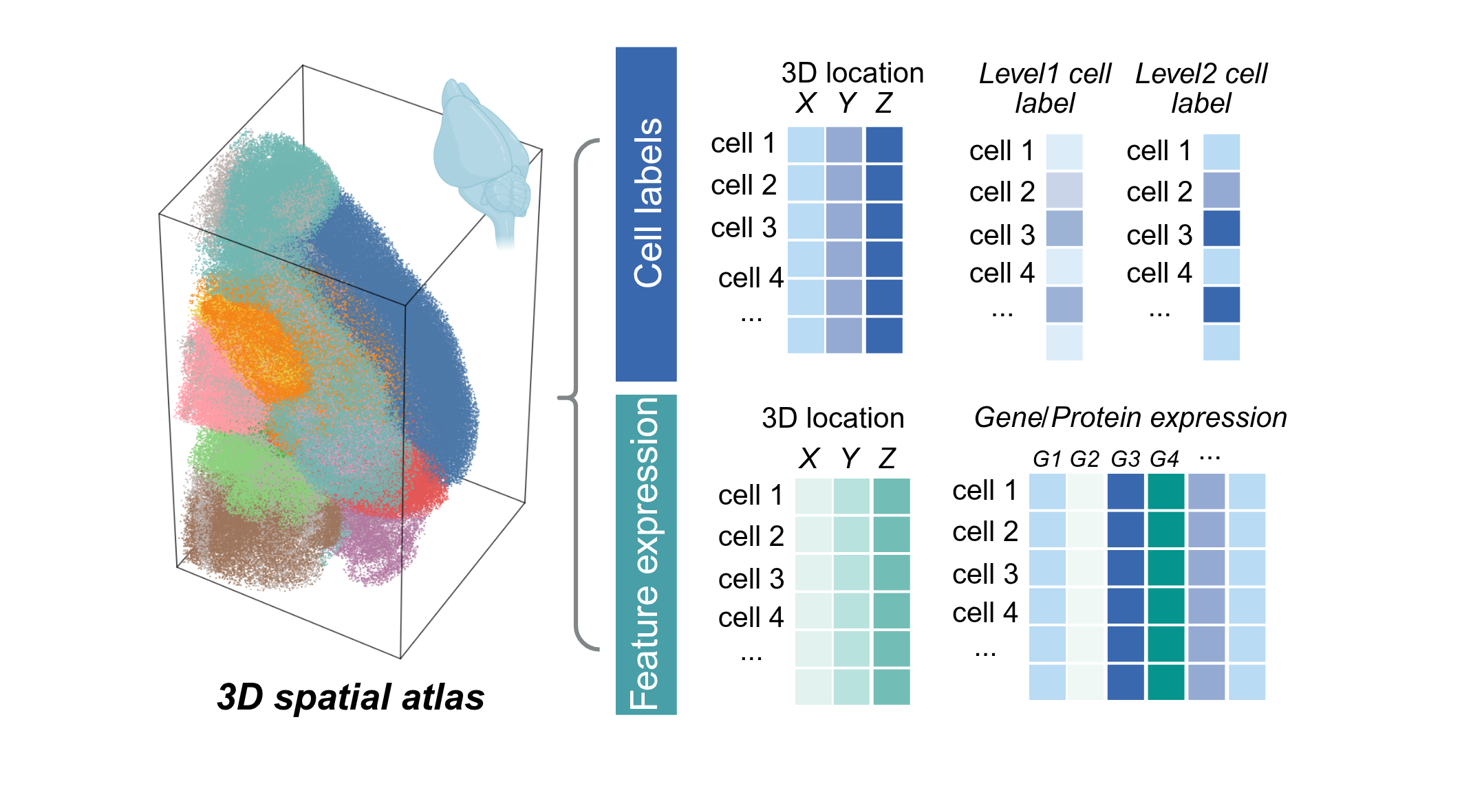 Output Virtual Tissue